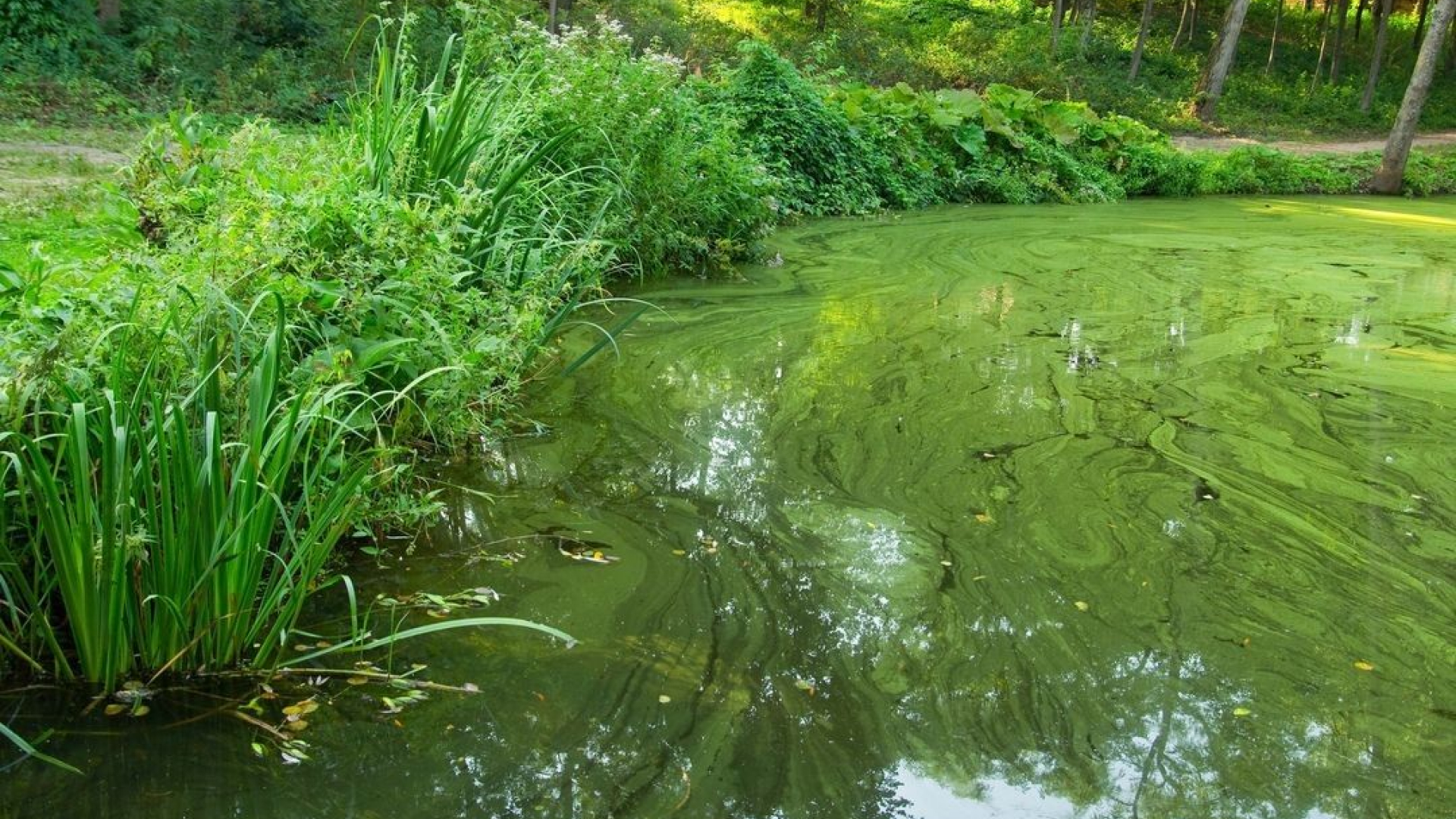Foto: Blauwalgen aangetroffen in vijver in Voorthuizen 