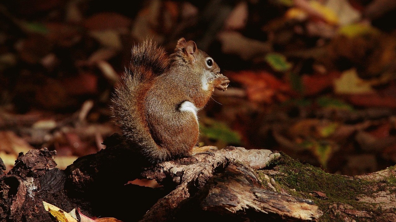 Foto: De herfst is begonnen en zo kan jij de dieren helpen