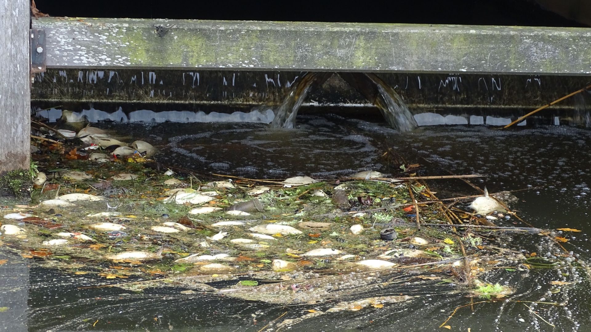 Foto: Massale vissterfte in haven van Elburg en dit is waarom