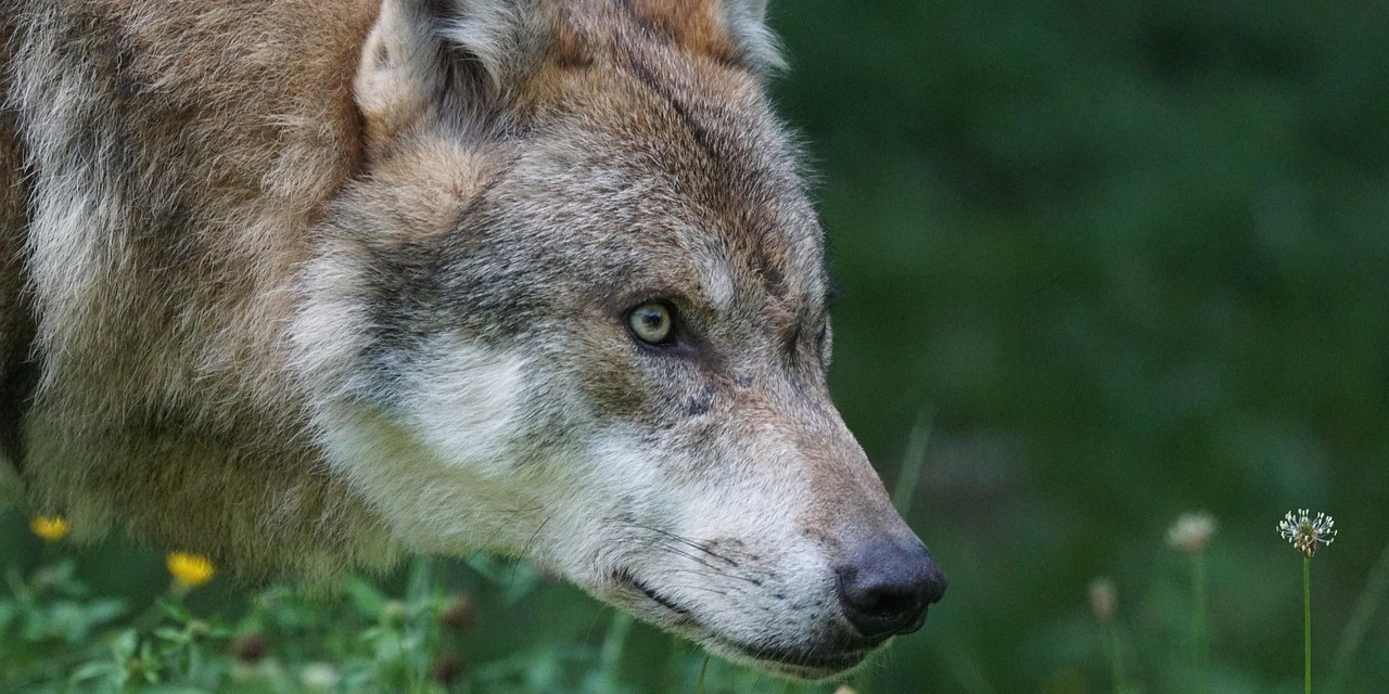 Foto:  Verdeelde reacties over wolf: bedreiging voor mens en dier of symbool van gezonde natuur?