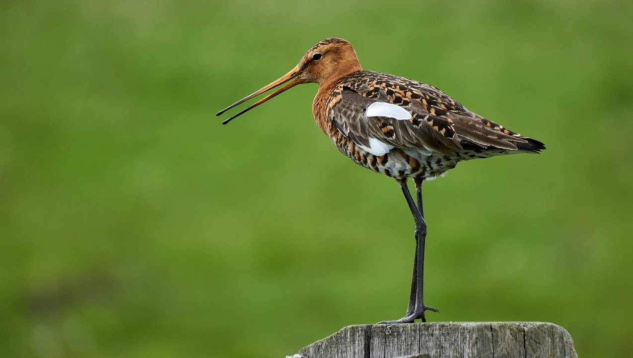 Foto: Waarom boeren niet meer mogen frezen en scheuren in polder Arkemheen