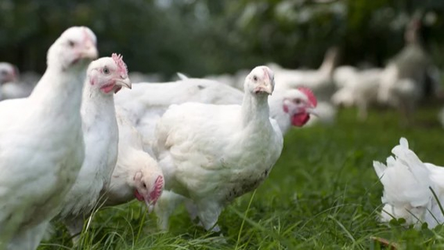 Foto:  ‘We kunnen alleen stilzitten en hopen’: Barneveldse pluimveehouders vrezen vogelgriep 