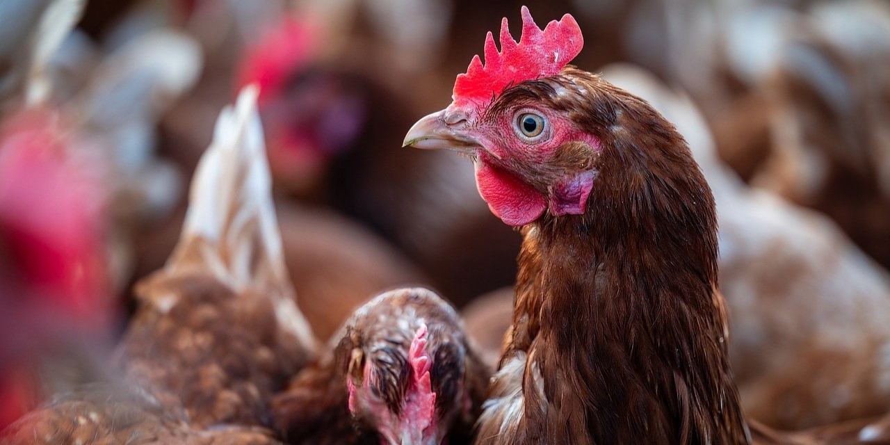 Foto: Waarom zijn er zoveel vogelgriepuitbraken? Zes vragen over de vogelgriep