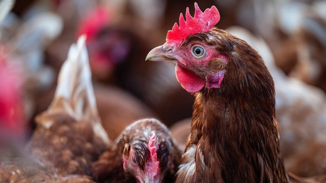 Foto: Opnieuw vogelgriep in Terschuur, 28.000 hennen worden geruimd