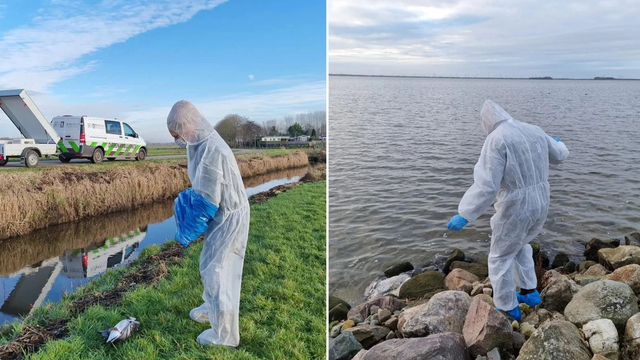 Foto: 'Schuddende dieren en trillende koppen', Vogelgriep raakt ook water- en roofvogels 