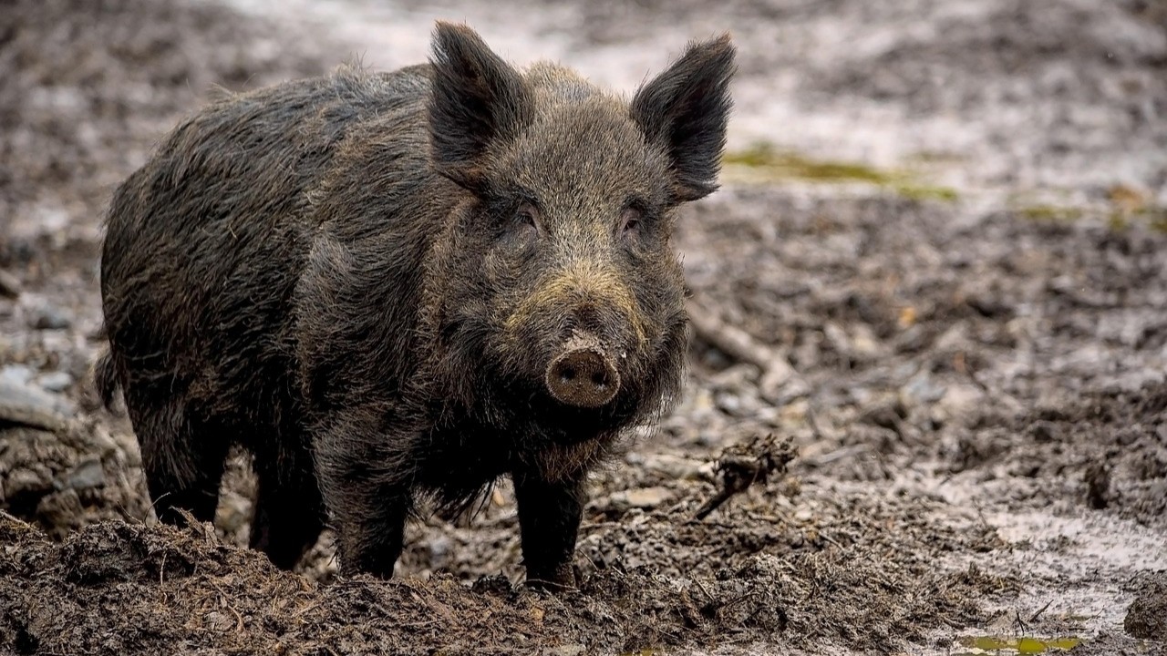 Foto: Wat er in onze regio verandert als varkenspest tóch wordt ontdekt