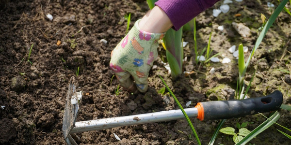 Foto: Gratis bomen voor inwoners: Barneveld wil biodiversiteit vergroten 