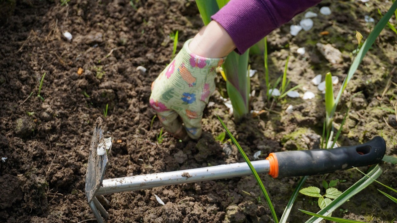 Foto: Gratis bomen voor inwoners: Barneveld wil biodiversiteit vergroten 