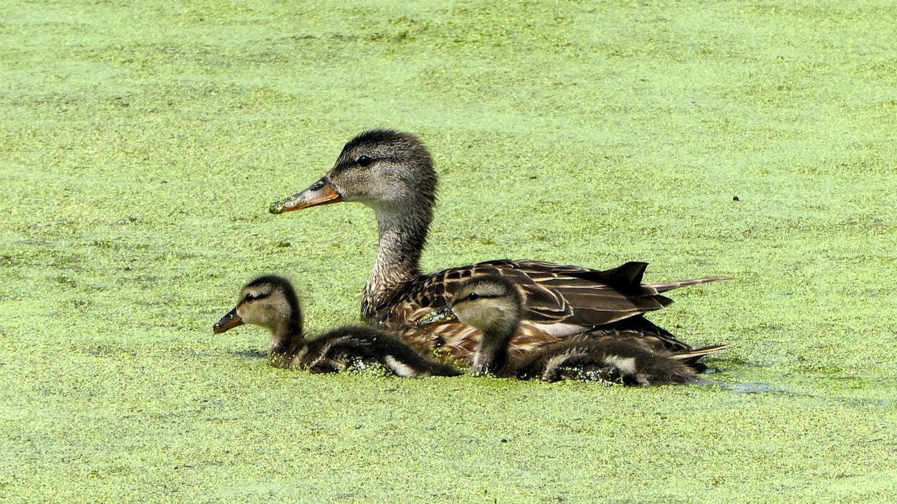 Foto: Angst voor vogelgriep: Putten sluit preventief vijvers in De Groene Scheg 