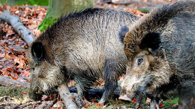 Foto: Veluwe wordt opgedeeld om varkenspest sneller te kunnen bestrijden