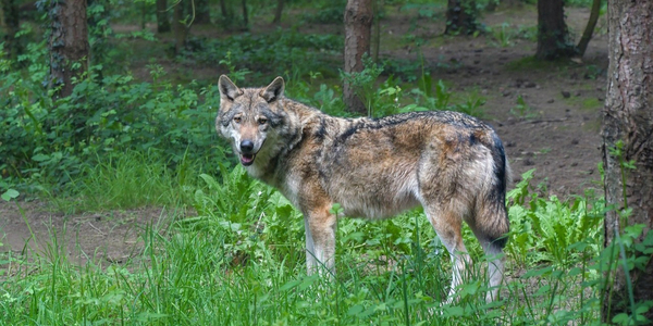 Foto: 'Wolvenhoofdstad' Barneveld blij met regels voor sneller afschieten probleemwolven