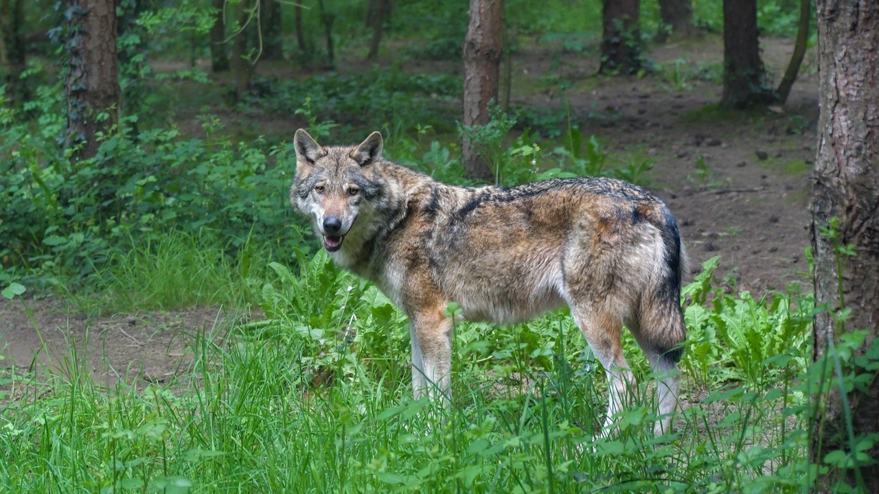 'Wolvenhoofdstad' Barneveld blij met regels voor sneller afschieten probleemwolven