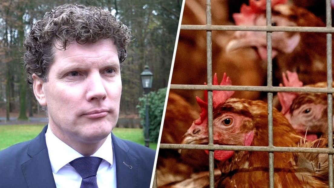 Foto: Vogelgriepuitbraken leiden tot zorgen bij burgemeester Van der Tak 