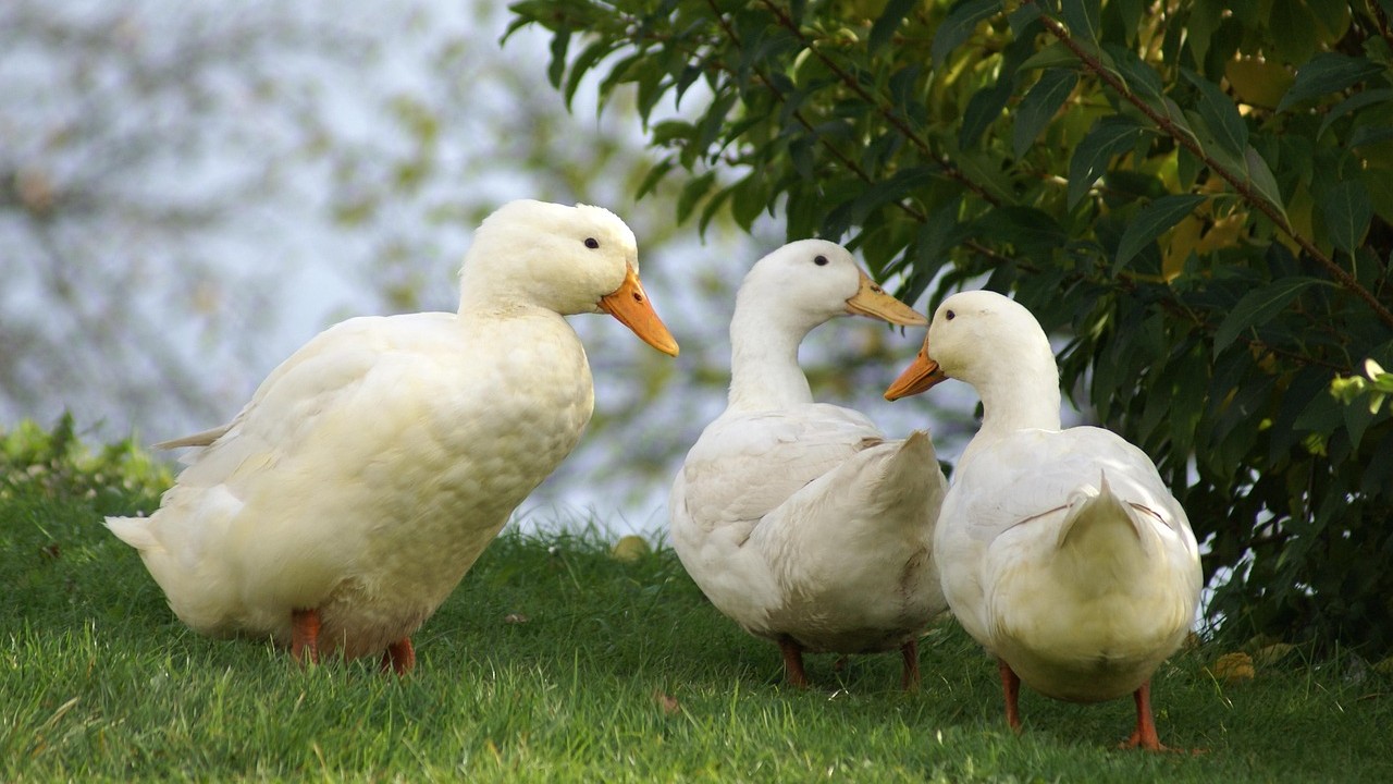 Foto: Vogelgriep vastgesteld op eendenbedrijf in Nijkerk