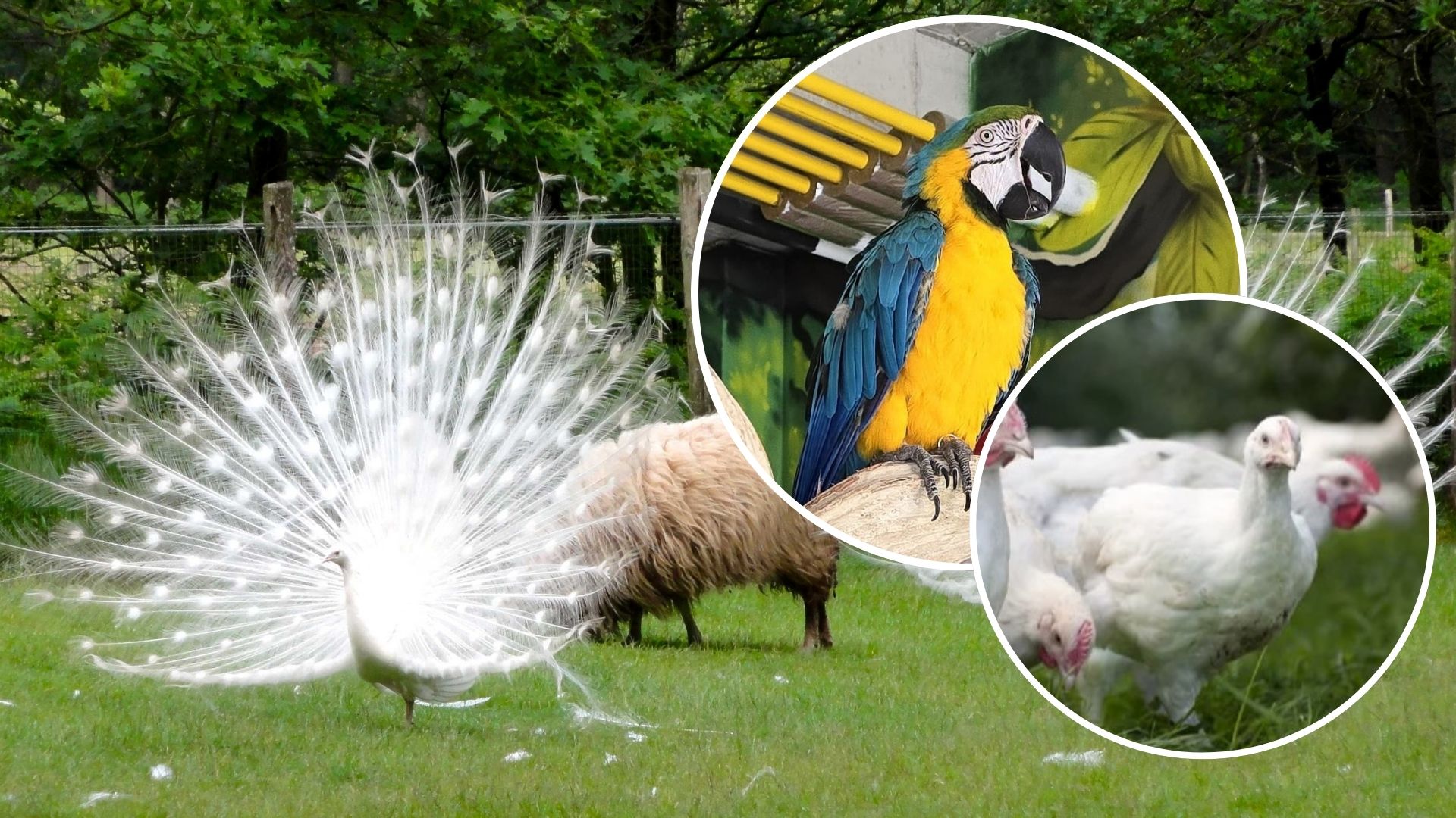 Foto: Vogelgriep buiten de boerderij: ook musea en horeca nemen maatregelen