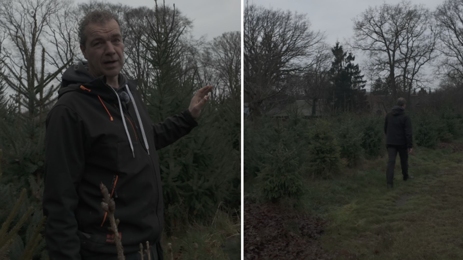 Foto: Hier krijgen kerstbomen een tweede leven: ‘Ze gaan hier met pensioen’