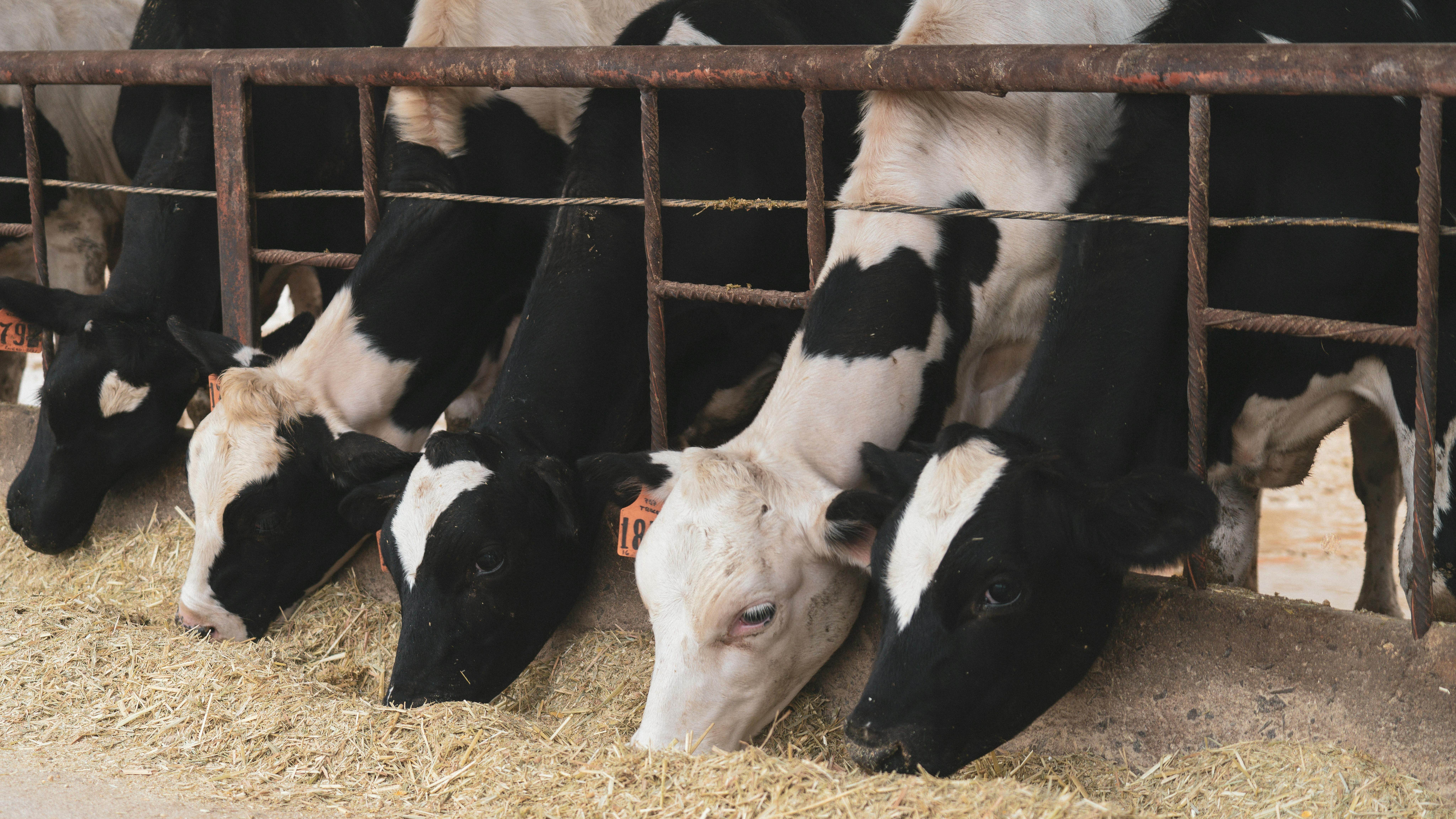 Foto: Uitkopen om stikstof had voor 1,5 miljard minder gekund, én met minder boeren 