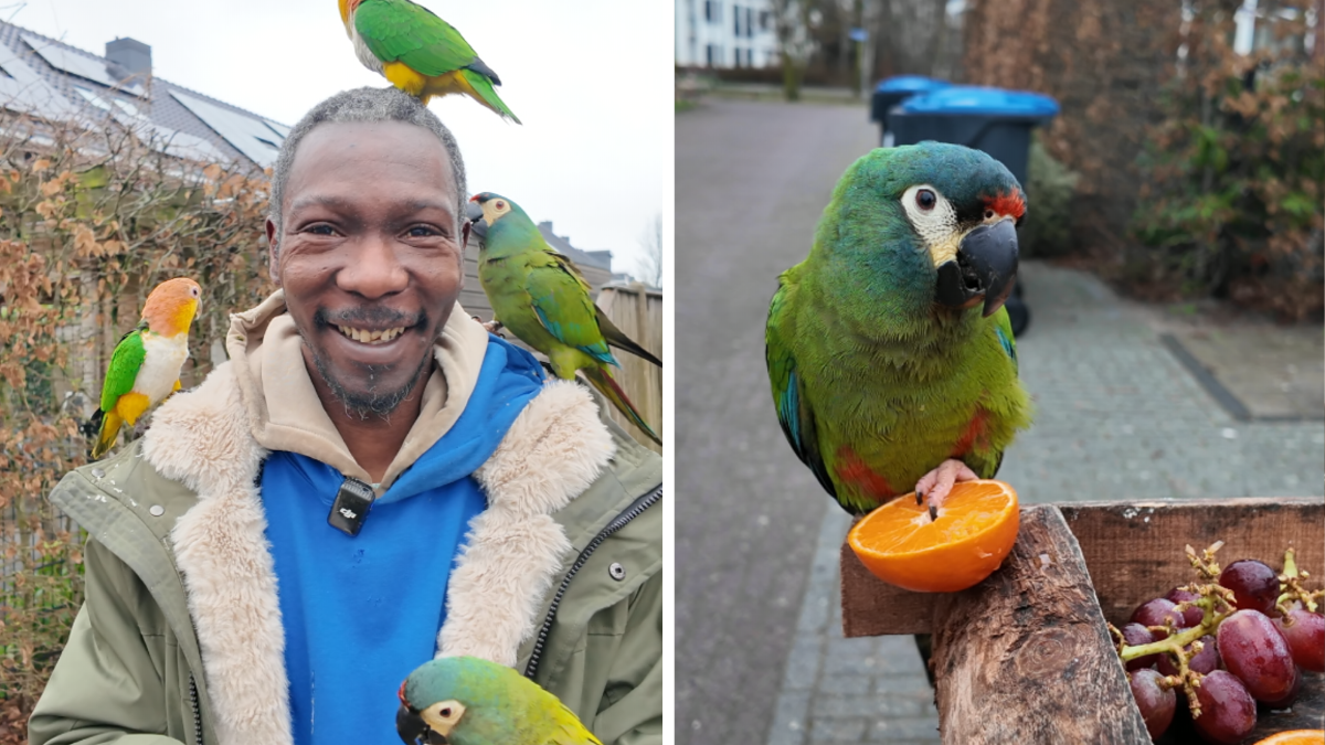 Foto: Dit is waarom papegaaien Pim en Jip elke dag vrij boven Harderwijk rondvliegen
