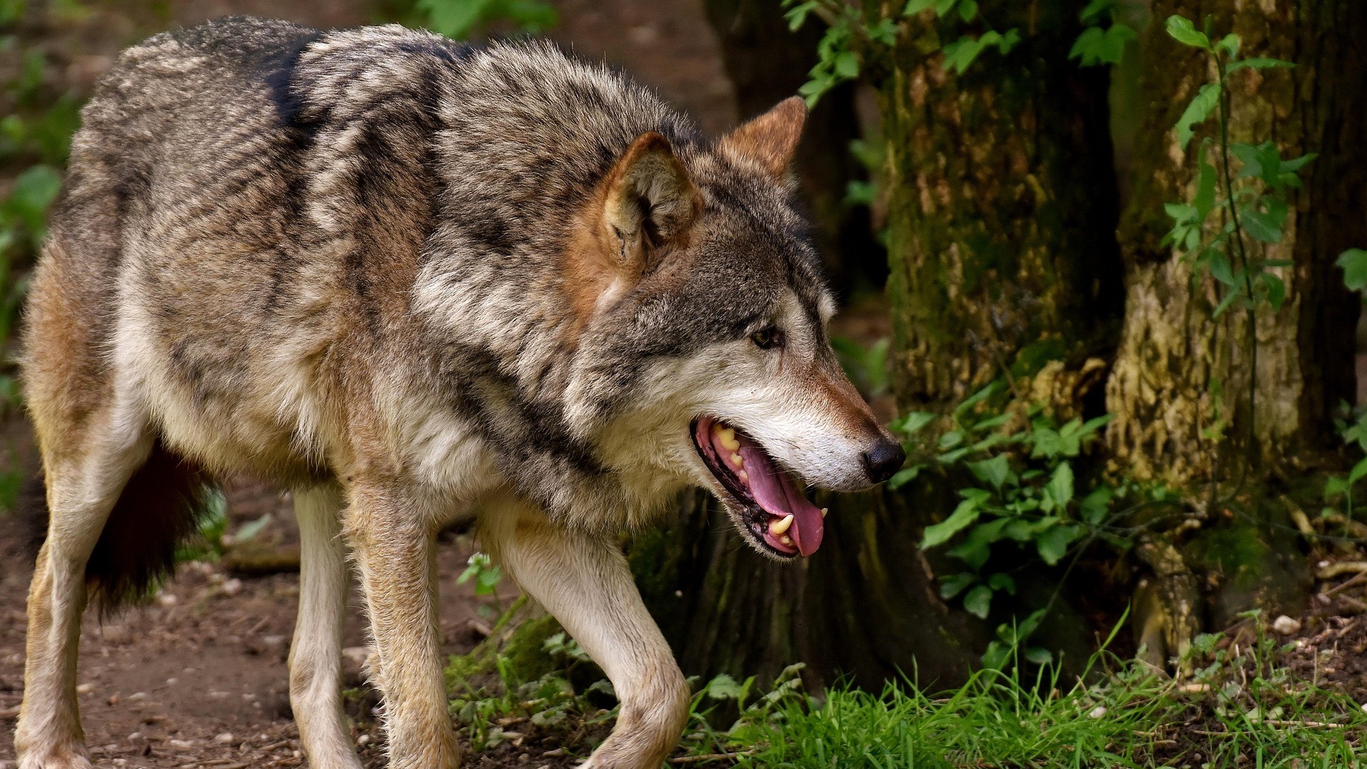 Foto: Wolf doodgereden in Kootwijkerbroek 