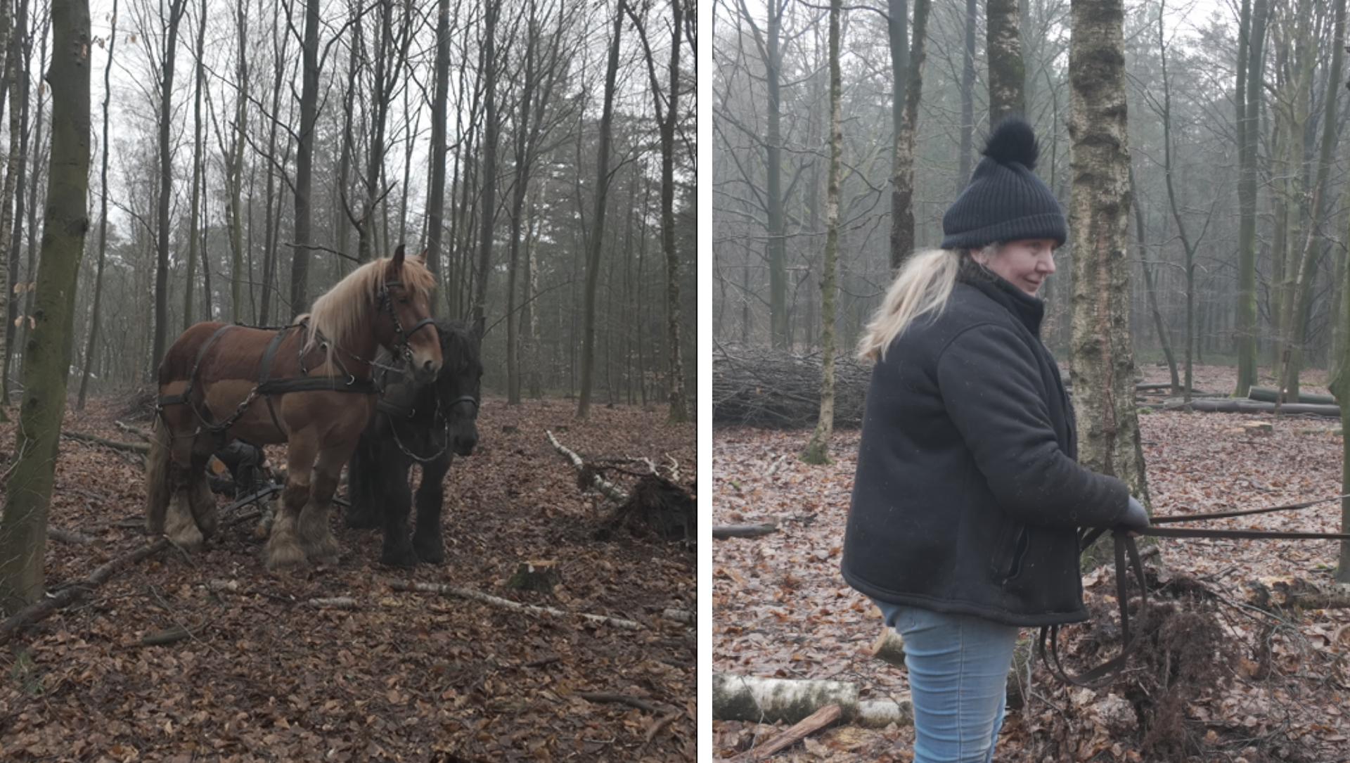 Foto: De paarden van Jannetje doen het werk dat machines niet kunnen