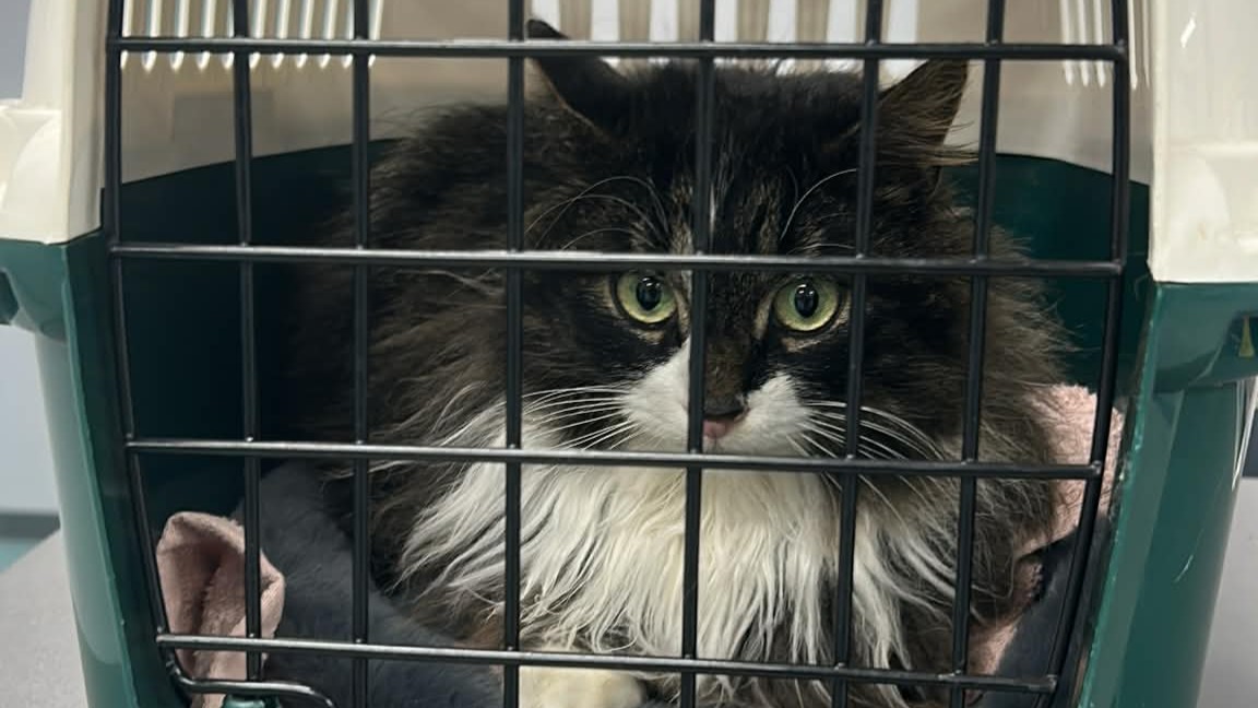 Foto: Vermiste poes Sky na 51 weken weer thuis: ‘Ik was helemaal in shock’