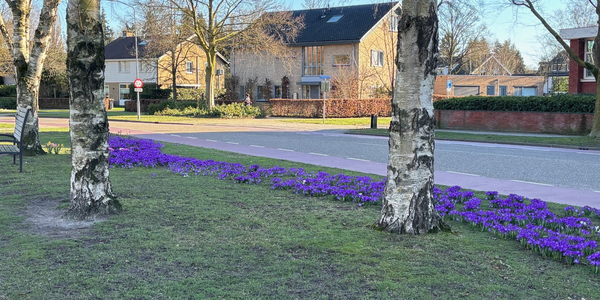 Foto: 1 of 20 maart? Zo zit het met het begin van de lente