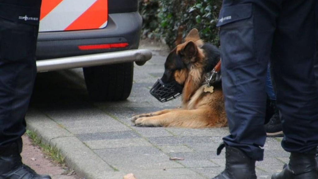 Foto: Hond bijt hardloopster in buik en hand