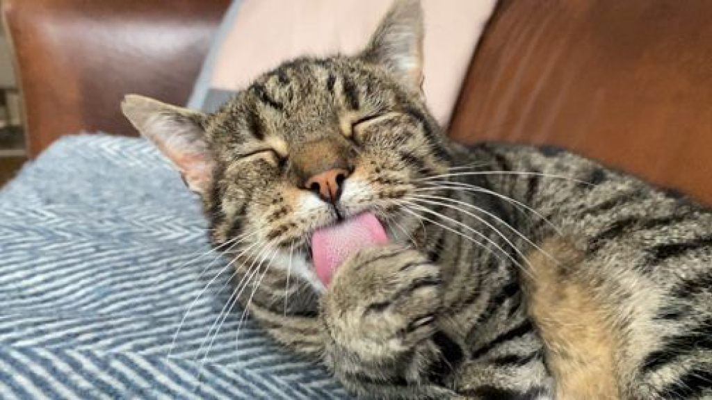Foto: Van Luna tot Loki, dit zijn de populairste kattennamen