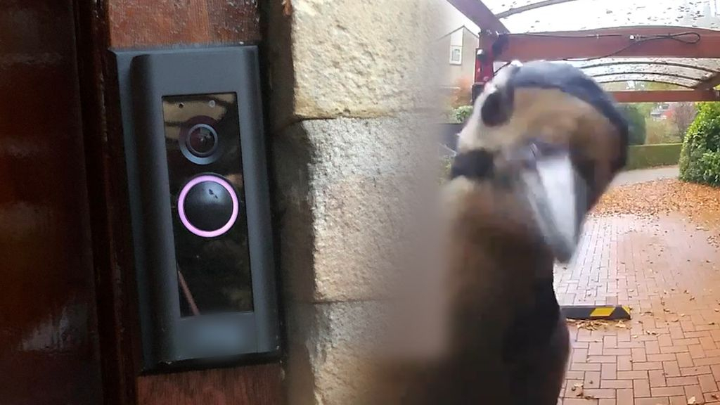 Foto: Vreemde vogel belt aan bij Moyra en dat is gefilmd