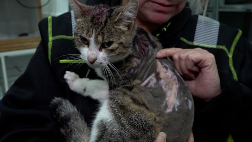 Foto: Kat besmeurd met rode verf: 'Lijkt erop gegooid'