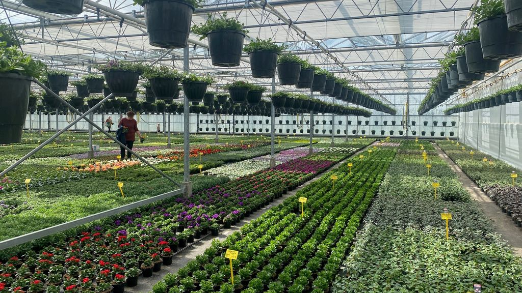 Foto: Na een stil seizoen opent kwekerij Piet van den Berg zijn deuren weer voor blije bezoekers, “Ik heb hem zo gemist vorig jaar!”