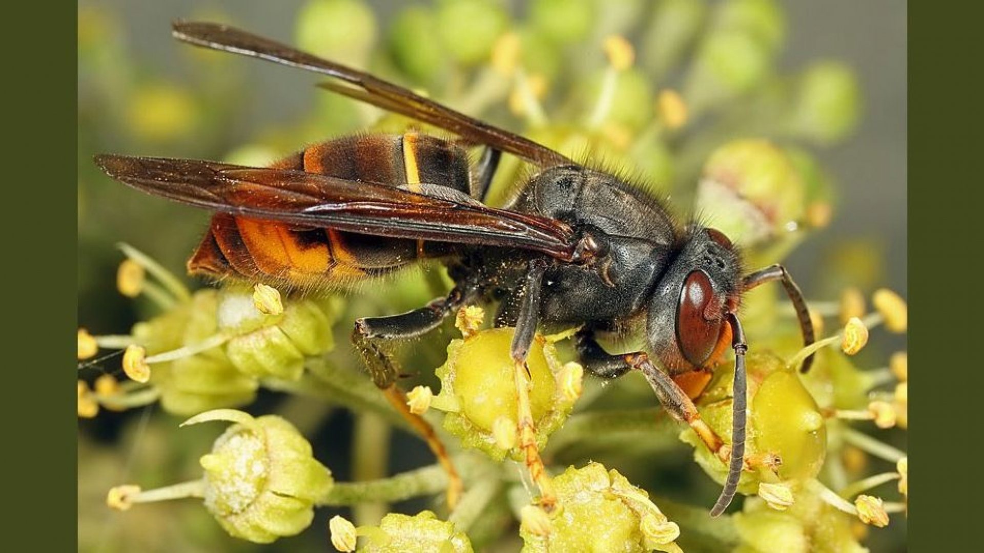Foto: Aziatische hoornaar gezien? Meld dit bij de gemeente