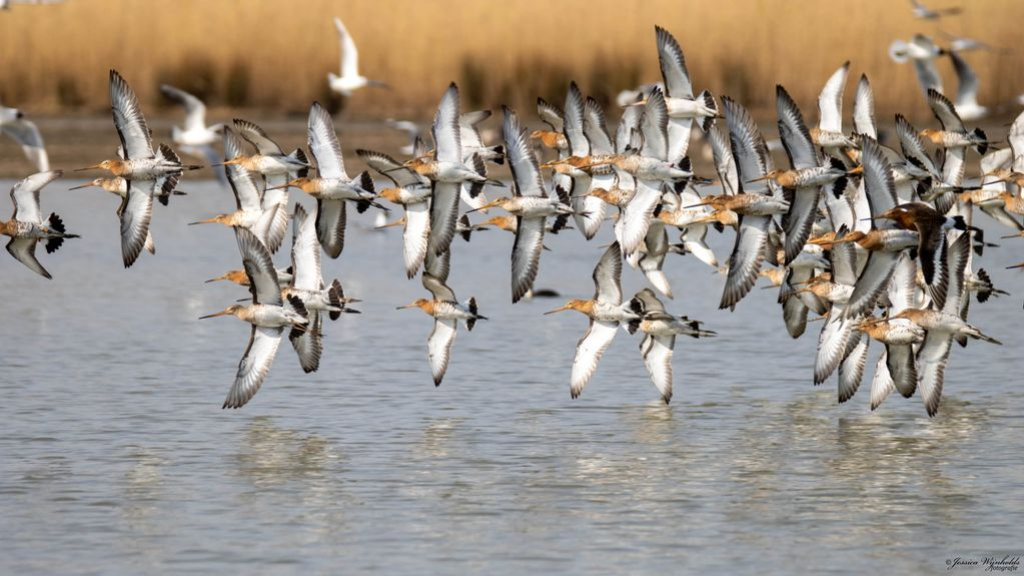 Foto: Het voorjaar hangt in de lucht: duizenden grutto's in aantocht