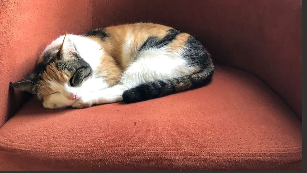 Foto: Poes Pooh reisde 60 kilometer in een vrachtwagen, maar is weer terecht