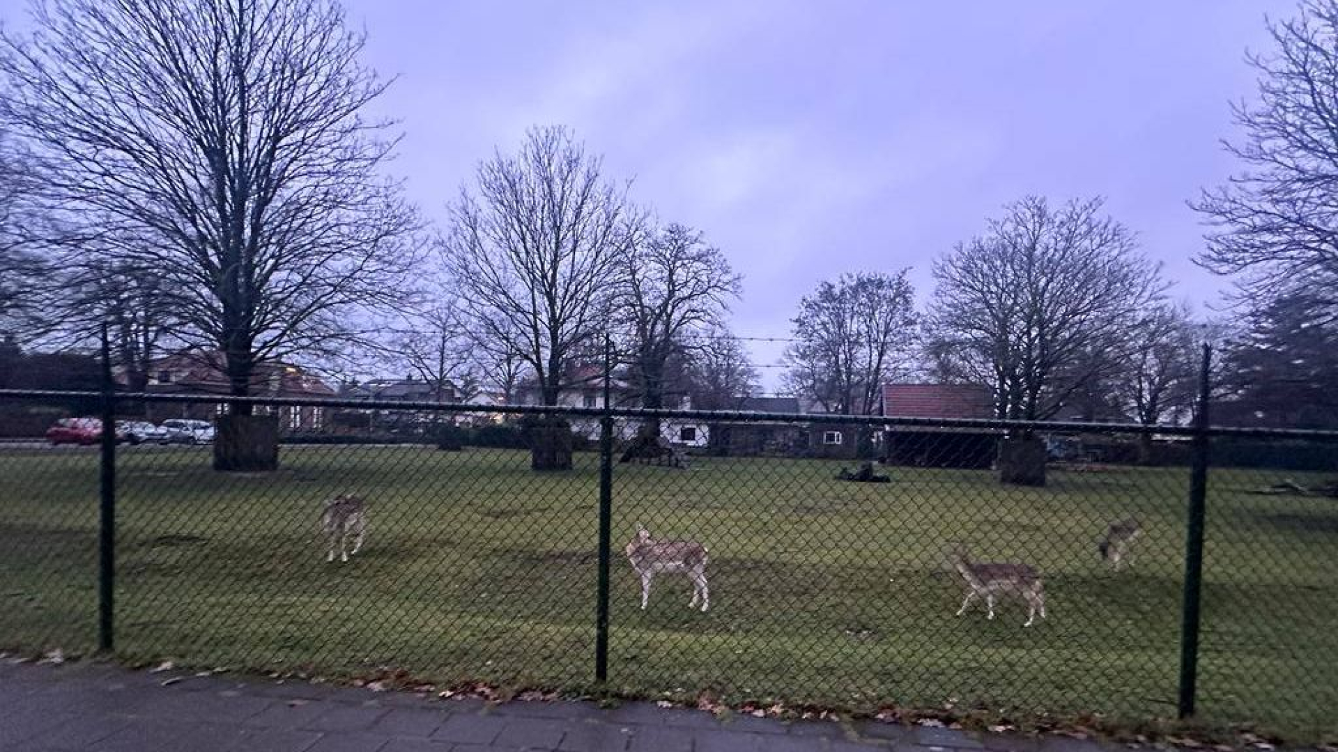 Foto: Hertenkampen mogen toch blijven bestaan