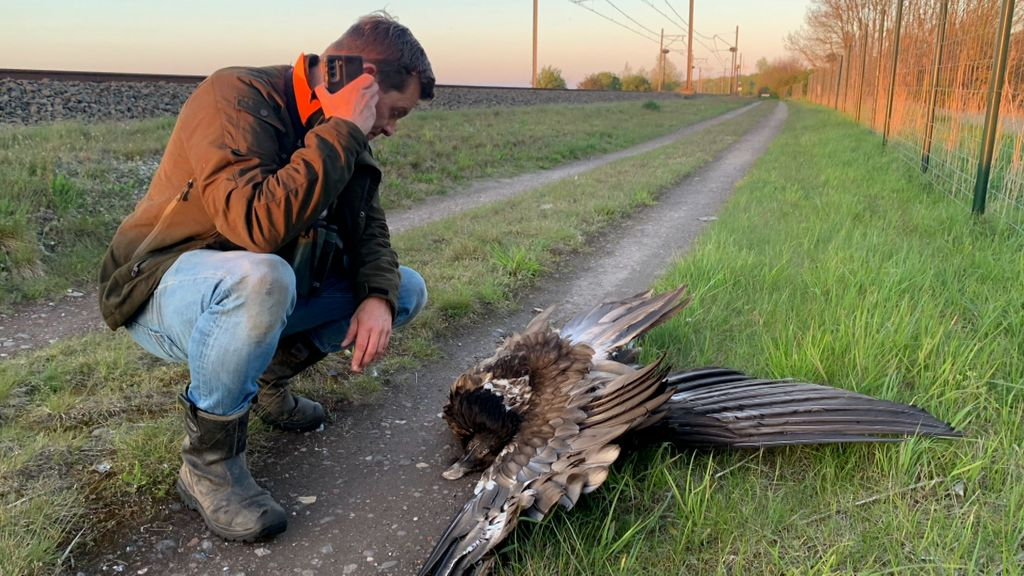 Foto: Werd dode megaroofvogel beschoten?