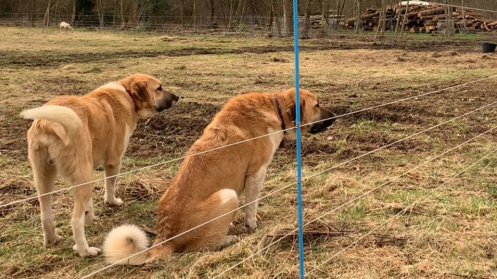 Foto: Dit zijn de kuddebeschermingshonden die de schapen in Elspeet gaan beschermen