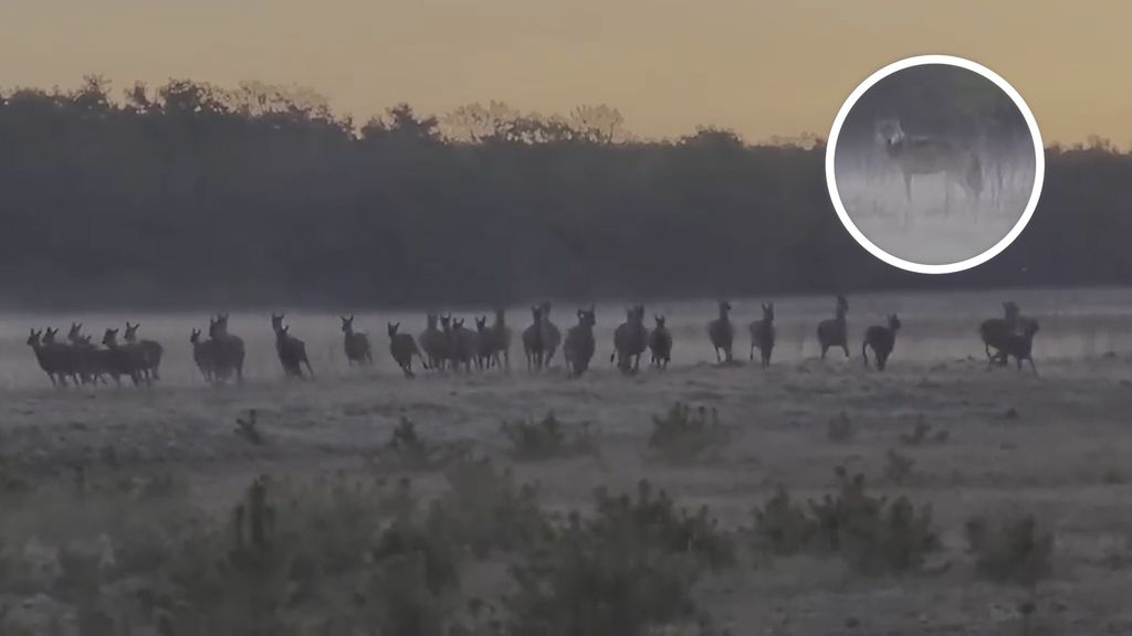 Foto: Spectaculaire beelden van jagende wolven: 'Ik stond te shaken van spanning'