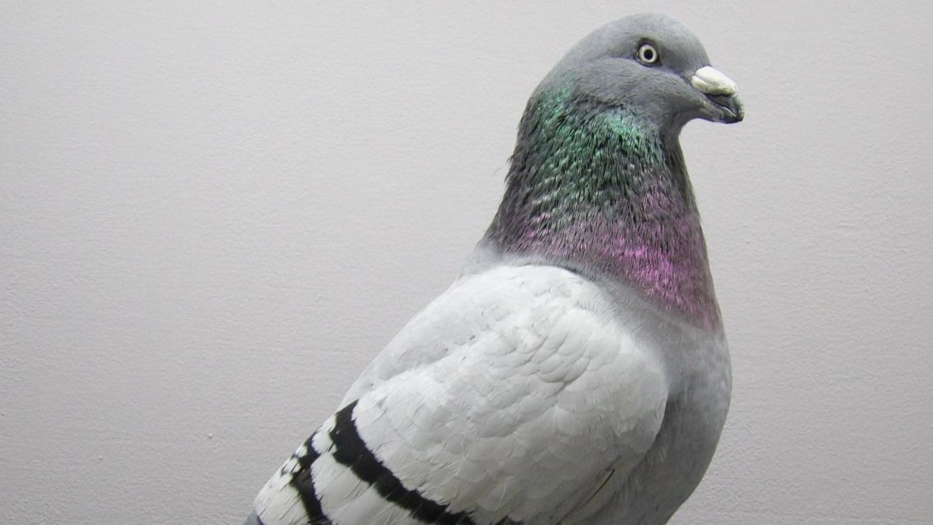 Foto: Sierduiven bijeen in Veluwehal