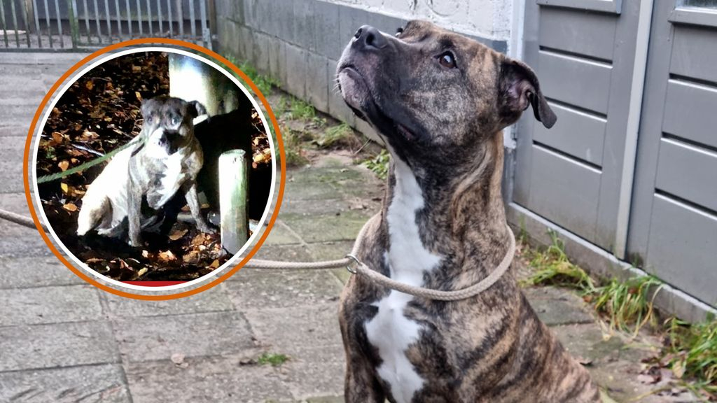 Foto: Wie liet deze hond achter in bos? 'Dat iemand zo wanhopig is'