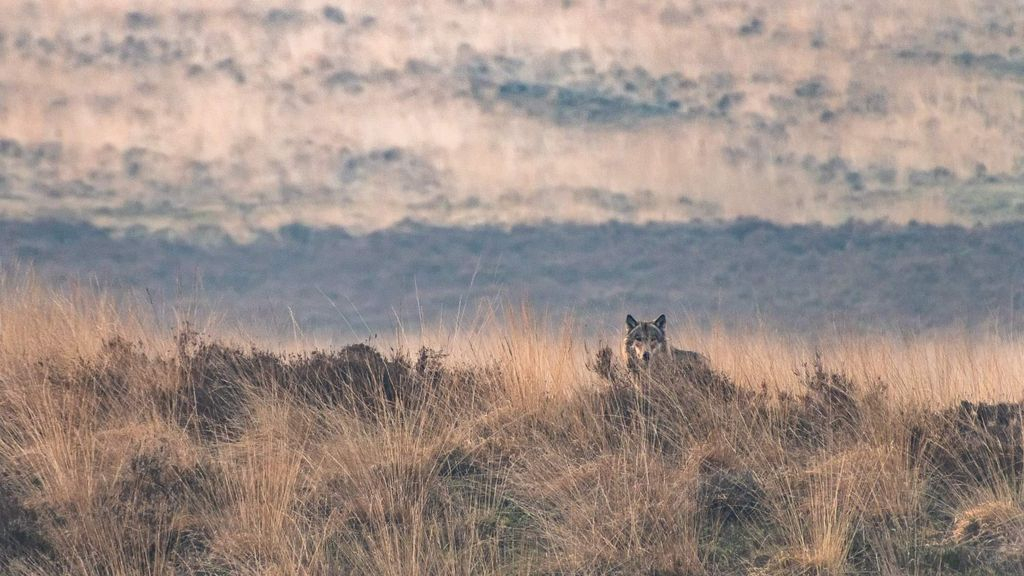 Foto: Na wolvenwelp op Noord-Veluwe nu ook welpen op de Midden-Veluwe