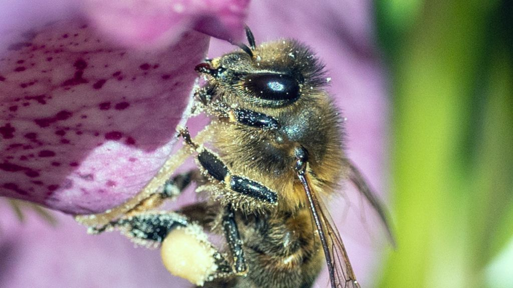 Foto: Bijen en andere beestjes op landgoed Staverden
