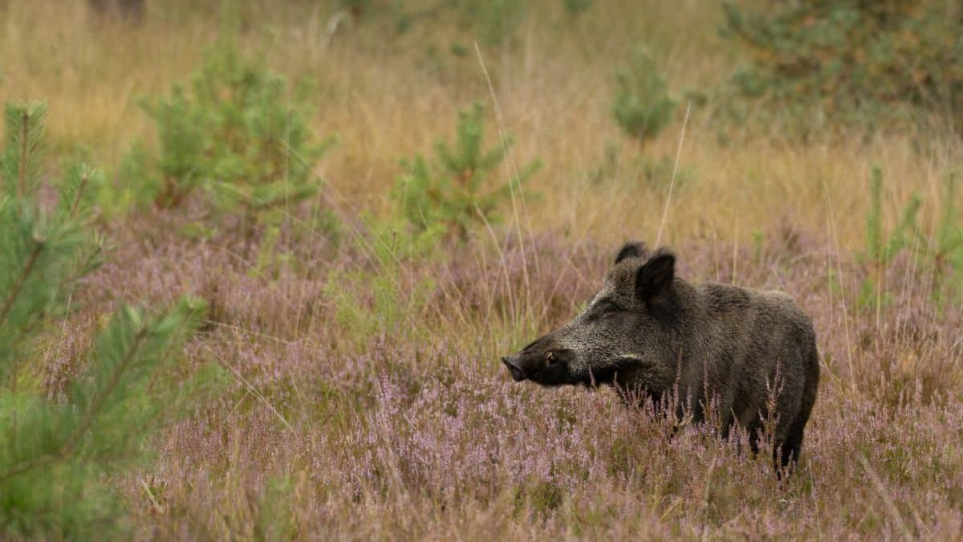 Foto: Genoeg te doen voor vakantiegangers in gemeente Nunspeet