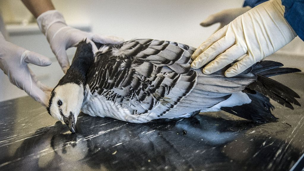 Foto: Mbo-school getroffen door vogelgriep, 1200 dieren geruimd