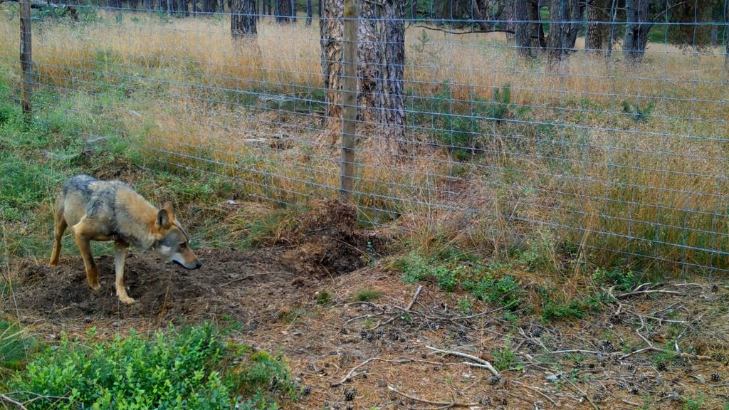 Foto: Dode wolf onder verdachte omstandigheden gevonden in Ugchelen