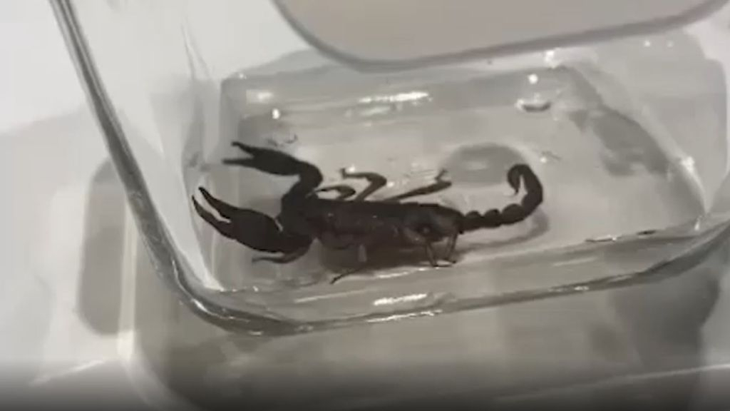 Foto: Ezra vond een levende schorpioen in haar schuur: 'Ben als de dood'