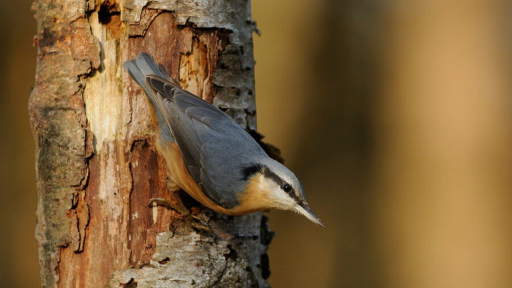 Foto: Vogelzangwandeling landgoed De Schaffelaar