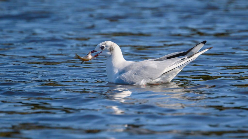 Foto: Massale sterfte onder kokmeeuwen door vogelgriep
