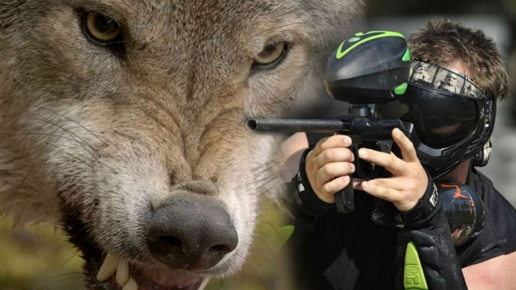 Foto: Opluchting en teleurstelling na uitspraak over paintball met wolf