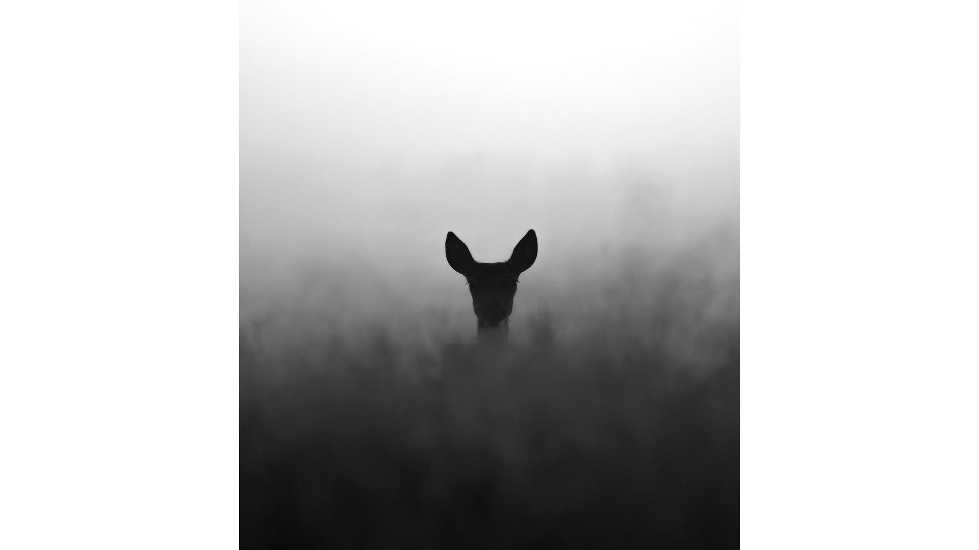 Foto: Peter uit Nunspeet genomineerd voor Gelderse Natuurfotowedstrijd 2023